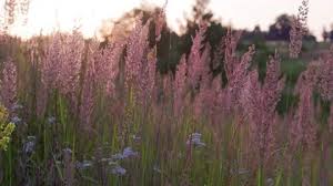 Image result for Melinis minutiflora