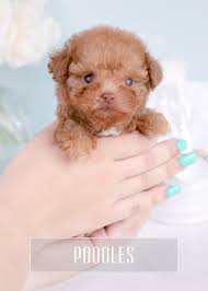 Take a look at the beautiful puppies we have for sale in our miami, aventura & pembroke pines stores! Toy Teacup Puppies For Sale Teacups Puppies And Boutique