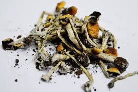 Image result for Hallucinogen