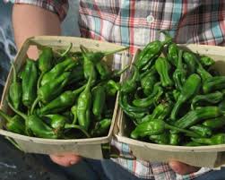 Trueleafmarket.com has been visited by 10k+ users in the past month Padron T Forget To Try The Shishitos Welcome To Happy Boy Farms