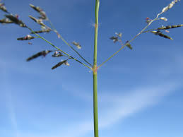 Image result for Eragrostis cylindriflora