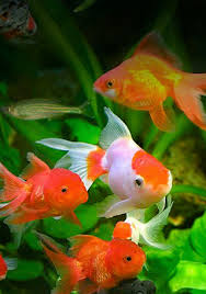 All of the necessary and common aquarium fish, teach your children the aquarium fish vocabulary and let them improve their vocabulary with necessary vocabulary tutorial. Aquarium Fish From Sri Lanka Ornamental Fish Industry In Sri Lanka