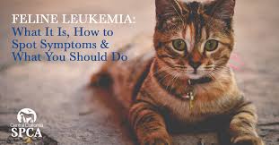 But when we see cancer in cats, it tends a: Feline Leukemia How To Spot Symptoms What You Should Do