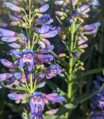 Image result for Penstemon