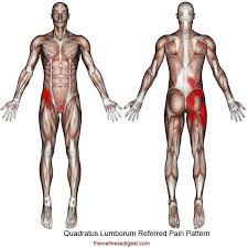 Muscles located at the side of the hip, which include the gluteus medius, piriformis, and hip external rotator muscles contribute greatly to the well the best way to deal with low back pain that is either caused or complicated by tight outer hip muscles is to stretch the muscles mentioned above.﻿﻿ Quadratus Lumborum Muscle Low Back Hip Buttock Groin Pelvic Abdomen Pain The Wellness Digest