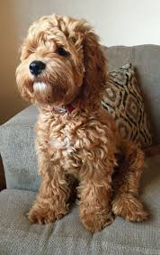 If one of the parent breeds is a standard schnauzer, your schnoodle will likely be towards. 5 Types Of Doodle Dogs The Pros And Cons Of Each Breed Pethelpful