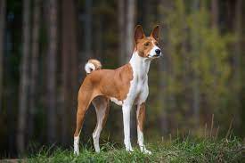 Their outer coat is still growing and has yet to grow past their fluffy undercoat. 20 Short Haired Dog Breeds For Lower Maintenance Care