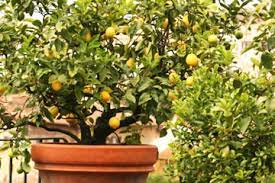 The best fruit trees for small gardens, successfully *people also ask *where do dwarf fruit trees grow best? Planting Dwarf Fruit Trees In Pots Howstuffworks