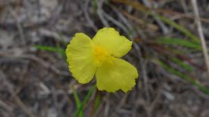 Image result for Xyris fugaciflora