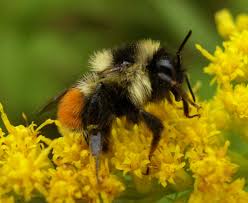 Though bumble bees have a formidable stinger, as one of the most nonaggressive species of bees, they are generally reluctant to use it. Bumblebee Recovery Calgary And District Beekeepers Association