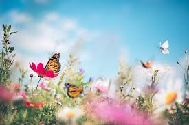 Download and print free cartoon coloring pages for kids let someone to write my essay today and spend more time on your art. 25 Free Printable Butterfly Coloring Pages