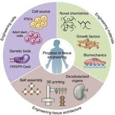 Check spelling or type a new query. Tissue Engineering Introduction Market Applications And Scopes In Human Medicine
