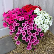 Reduto.com has been visited by 100k+ users in the past month Petunia Surfinia Large Flowered Plants Mixed Organic Gardening Catalogue