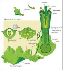 The gametophyte generation consists of the haploid thallus and is the dominant generation; Life Cycles Of Bryophytes Advanced Ck 12 Foundation