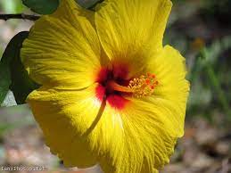 Yellow Hibiscus Flower Photo In 2021 Flowers Photography Yellow Hibiscus Flower Photos