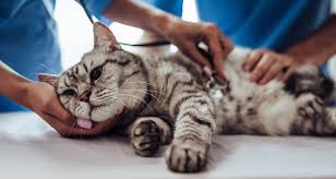 When a cat has an asthma attack, those pathways constrict and. Bronchodilator Medications For Cats What They Are Types Available And Why Inhaled Medication Is Preferred Trudell Animal Health