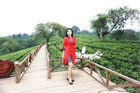 During holiday in indonesia we always / regularly go to kebon teh wonosari, lawang, malang for buy tea and coffe product ptp.12 and also many times stayed in rolas hotel bring family or our coulagues. Kebun Teh Wonosari Utara Malang Yang Memanjakan Mata
