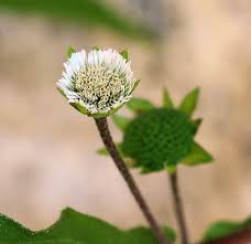 Eclipta prostrata (False Daisy) : MaltaWildPlants.com