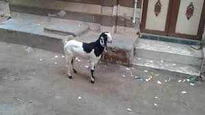 Sojat goats for sale, gokul agronomics goat farm. Sojat Multicolor Female Goat Rs 8000 Number Vora Goat Farm Id 20916051648
