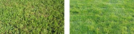 It can also be used on slopes to prevent erosion. Low Maintenance Lawns Spring Green Ask The Expert