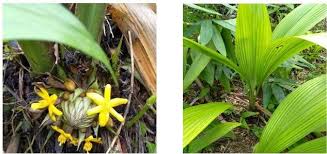 Image result for Molineria