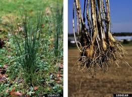 We did not find results for: Wild Onion Fairfax Gardening