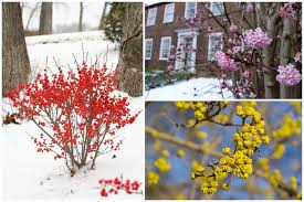 In winter, the flower buds are showy—usually dark red, with some opening to shades of pink. 11 Winter Plants That Will Survive The Cold Weather