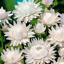 White Strawflowers Helichrysum 25 Flower Seeds Etsy In 2021 White Perennial Flowers Flower Seeds Flowers Perennials