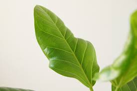 なんとかしたいフィカス アルテシーマの波打つ葉 ウチデグリーン Uchi De Green