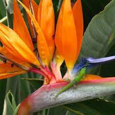 Gecko Hawaii On A Bird Of Paradise Flower Birds Of Paradise Flower Birds Of Paradise Paradise Love