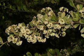 Image result for Gymnosporia heterophylla