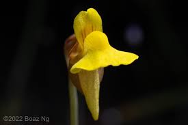 Image result for Utricularia formula