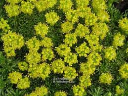 Image result for Humularia minima