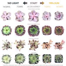 Check spelling or type a new query. Using Sunlight To Get Colorful Succulents Mountain Crest Gardens