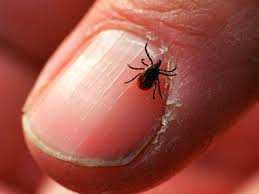 Ticks are small biting bugs that can infect people with diseases. Ticks Suck Here S A Guide To Identifying Them And Avoiding Bites Wskgwskg