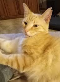 Lost and Found Pets of Ohio