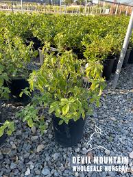 Image result for Justicia sp. A cf. engleriana