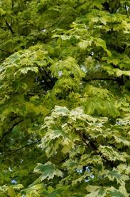 Image result for Vepris drummondii