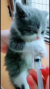 Follow My Account For More Video Cute Baby Animals Cute Animals Cute Cats