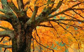 Autumn Maple Desktop Wallpaper 1680x1050 Fall Wallpaper Free Fall Wallpaper Tree Wallpaper
