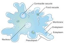 We did not find results for: Types Of Protists Ck 12 Foundation
