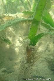 Image result for Thalassia hemprichii