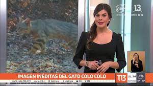 Check spelling or type a new query. Imagen Ineditas Del Gato Colo Colo Gracias A Camaras Trampas Youtube