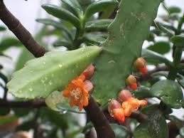 Image result for Rhipidoglossum rutilum