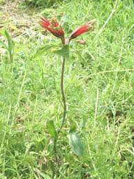 Image result for Alstroemeria pulchella