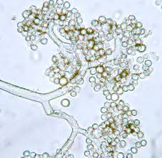 Image result for Botrytis cinerea