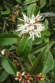 Image result for Cavacoa aurea