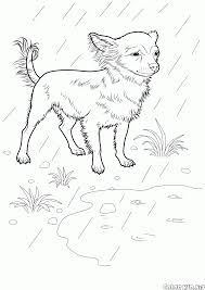 Chihuahua dogs were bred as companion pets.… Coloring Page Chihuahua
