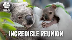 Image result for koala