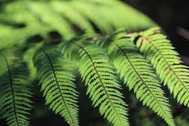 Image result for Microlepia speluncae